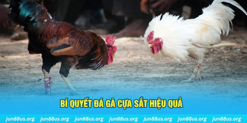 sv339 đá gà cựa dao