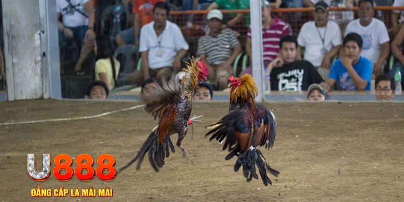sv339 đăng nhập mậu binh online