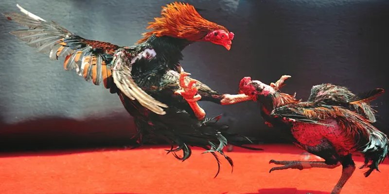 sv339 BG Bắn cá