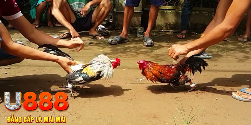 sv339 đăng nhập mậu binh rút tiền nhanh