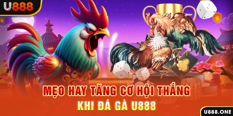 sv339 trực tiếp gà chọi c1