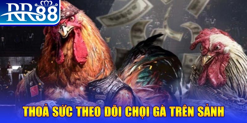 sv339 đá gà 88.com